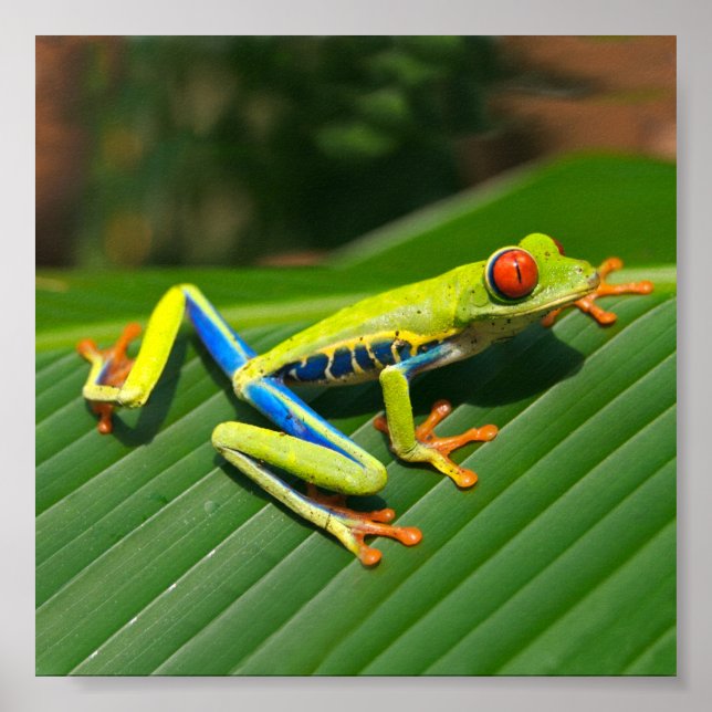 Affiches Tropical rainforest green red-eyed tree Frog (Devant)