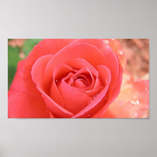 Affiches tropicana_rose-1920x1080 TROPICANA ROSE PINK BEAUT (Devant)