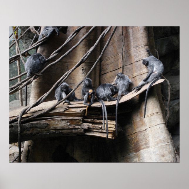Affiches Troupe de singe en argent Langur avec bébé (Devant)