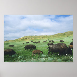 Affiches Troupeau de bisons broutant l'herbe de la prairie 