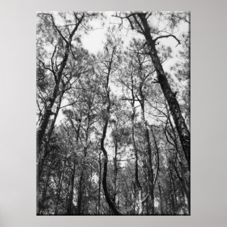Affiches Trous de l'arbre (b/w)