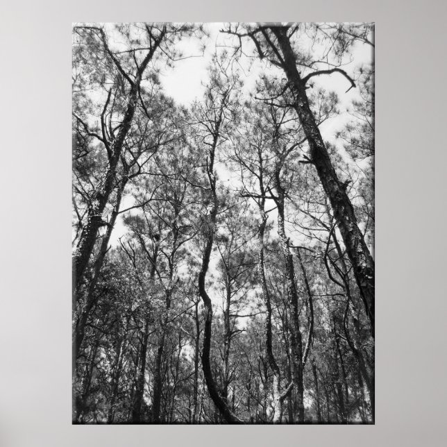 Affiches Trous de l'arbre (b/w) (Devant)