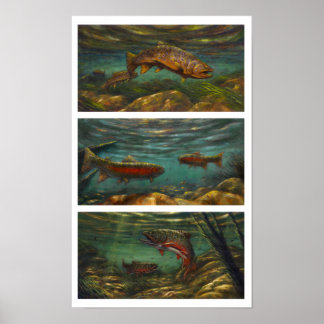 Affiches truite