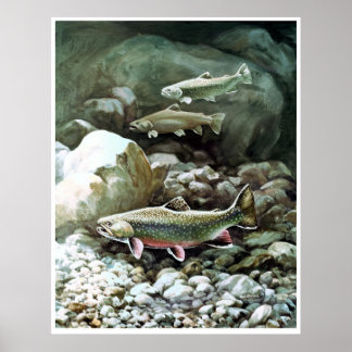 Affiches truite arc-en-ciel dans l'affiche de pêche du ruis