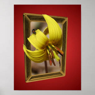 Affiches Truite Lily Fleurit Des Limites Art