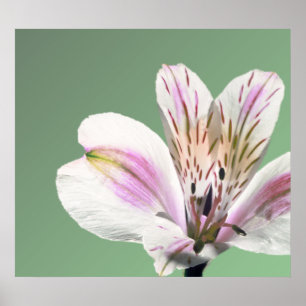 Affiches Trumpet Lily