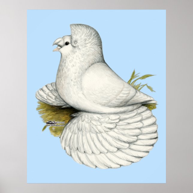 Affiches Trumpeter Pigeon White (Devant)