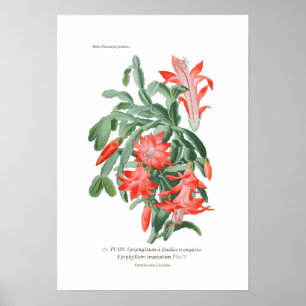 Affiches Truncatum d'Epiphyllum