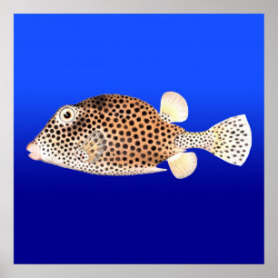 Affiches Trunkfish repéré sur l'arrière - plan bleu