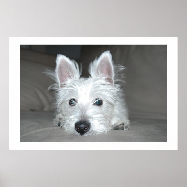 Affiches Tucker (Devant)