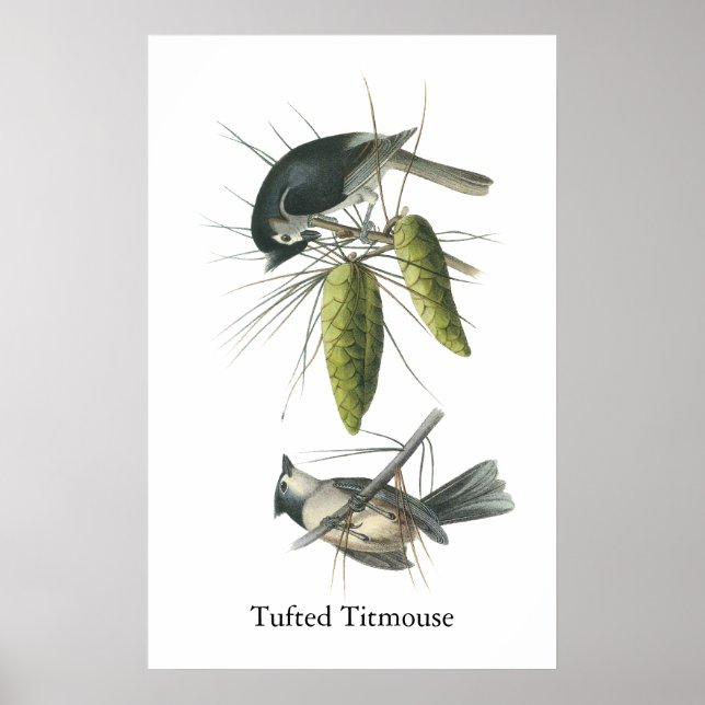 Affiches Tufted Titsouris, John Audubon (Devant)