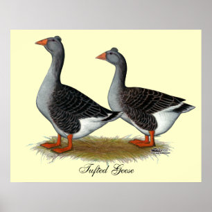 Affiches Tufted toulouse Geese