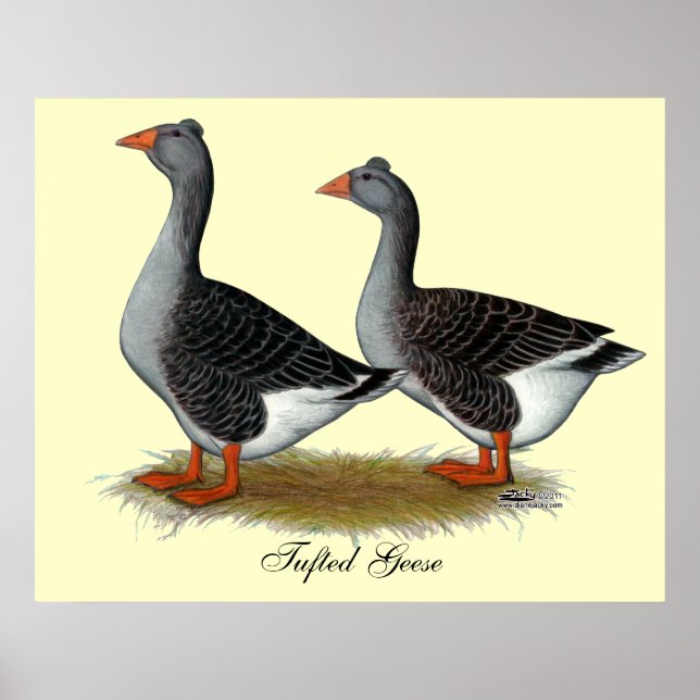 Affiches Tufted toulouse Geese (Devant)