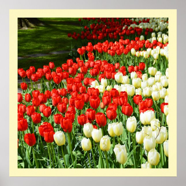 Affiches Tulières rouges et blanches (Devant)
