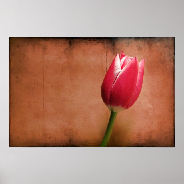 Affiches Tulip (Devant)