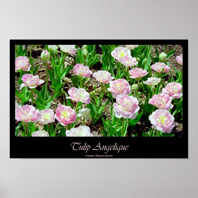 Affiches Tulip Angelique (Devant)