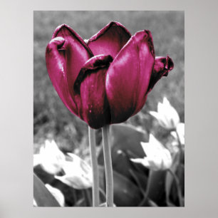 Affiches Tulip Art