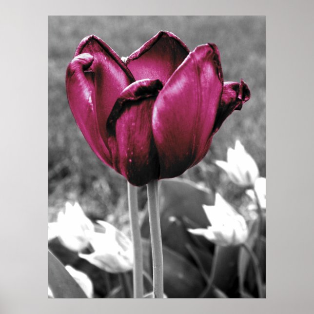 Affiches Tulip Art (Devant)