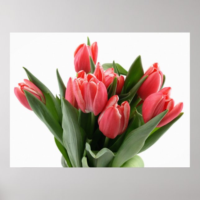 Affiches Tulip Bouquet (Devant)