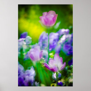 Affiches Tulip garden, Giverny, France