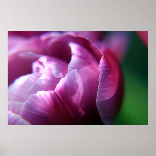 Affiches Tulip Petals (Devant)