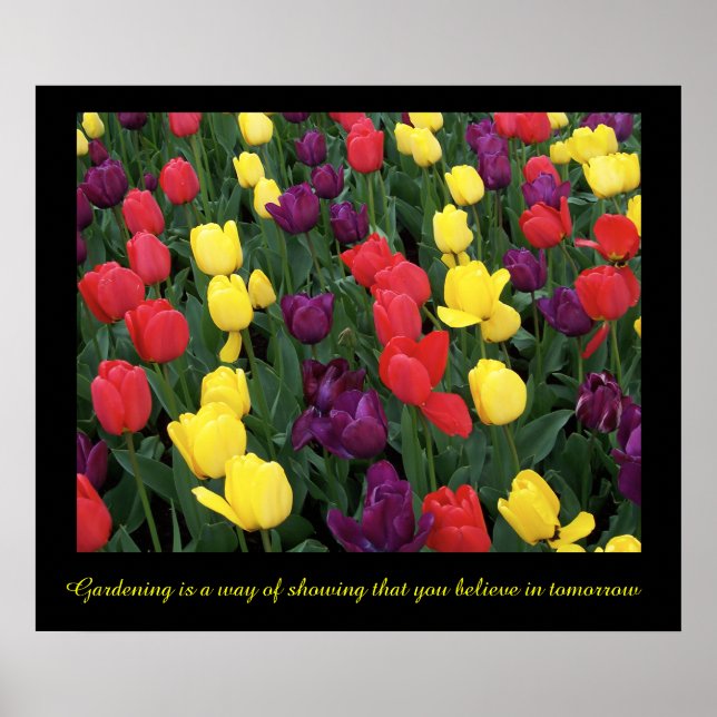 Affiches Tulip Rainbow (Devant)