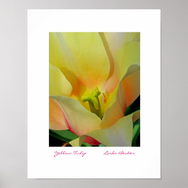 Affiches Tulipe jaune par Linda Becker PhotoArt (Devant)