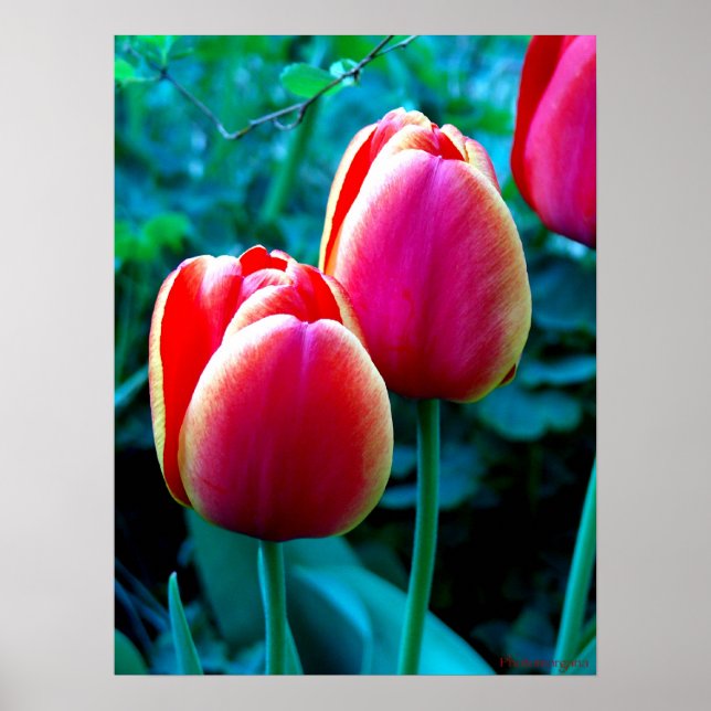 Affiches Tulipe rouge (Devant)