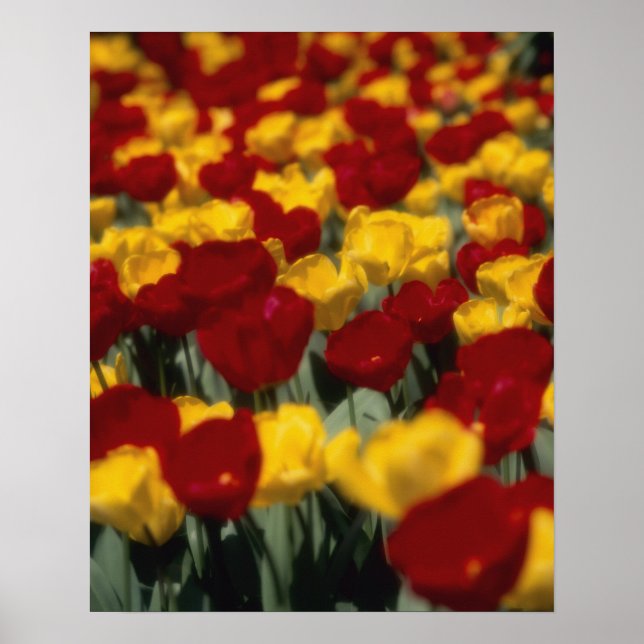 Affiches Tulipes (Devant)
