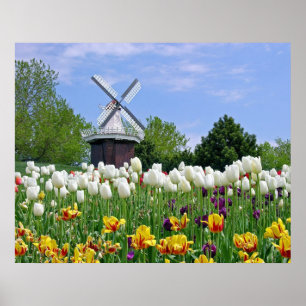 Affiches Tulipes