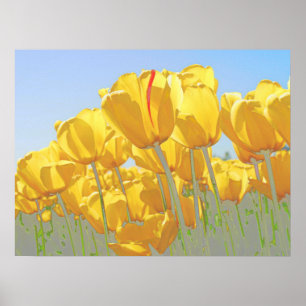 Affiches tulipes