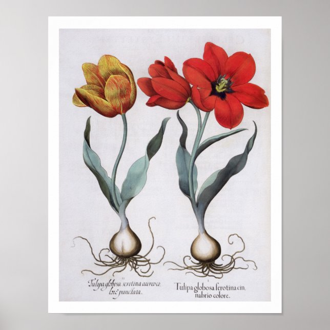 Affiches Tulipes : 1.Tulipa globosa serotina cinnabrio colo (Devant)