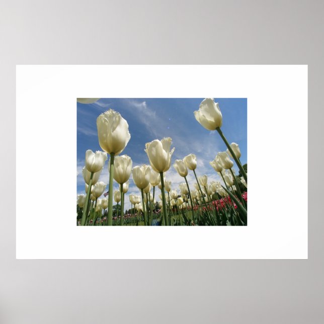 Affiches Tulipes blanches (Devant)