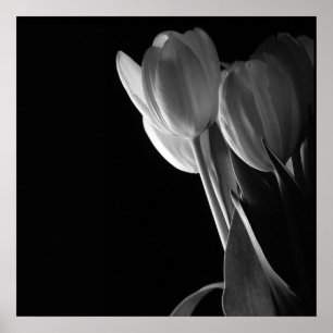 Affiches Tulipes Blanches Photo Sur Arrière - plan Noir