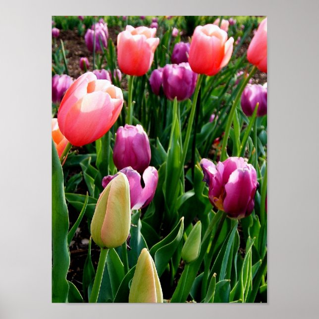 Affiches Tulipes de printemps (Devant)