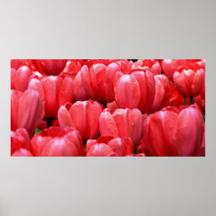 Affiches Tulipes de ressort