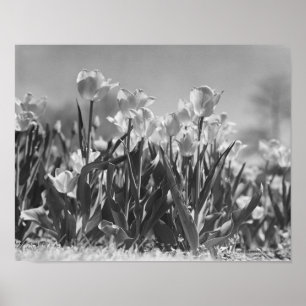 Affiches Tulipes en fleur