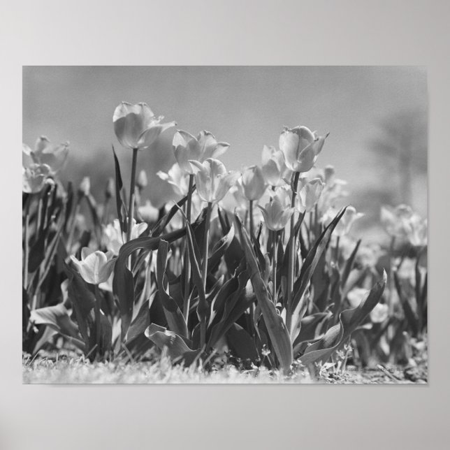 Affiches Tulipes en fleurs (Devant)