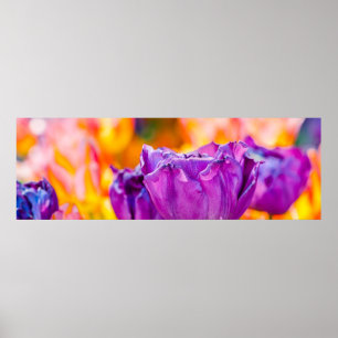 Affiches Tulipes Enchantant violet