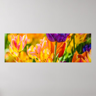 Affiches Tulipes Enchanter 01