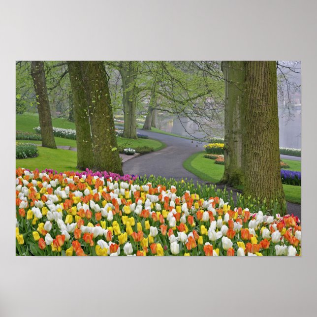 Affiches Tulipes et chaussée, Jardins de Keukenhof, Lisse, (Devant)