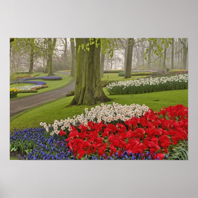 Affiches Tulipes et jonquilles, jardins de Keukenhof, (Devant)