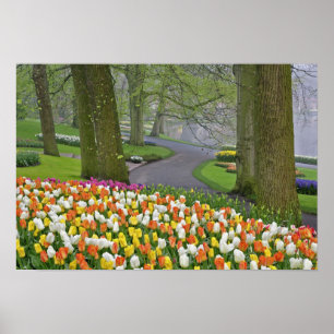 Affiches Tulipes et route, Jardins de Keukenhof, Lisse,