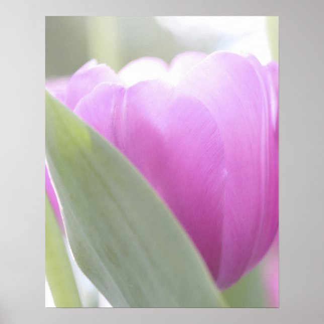 Affiches Tulipes, Keukenhoff Gardens, Pays-Bas. 2 (Devant)