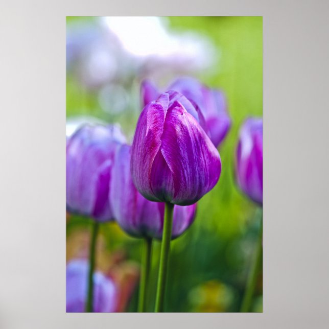 Affiches Tulipes pourpres (Devant)