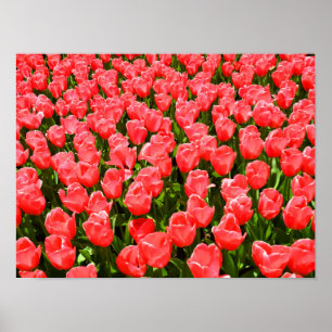 Affiches Tulipes rose foncé