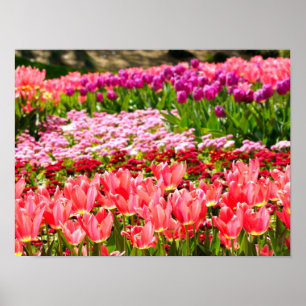 Affiches Tulipes roses