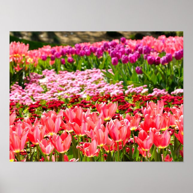 Affiches Tulipes roses (Devant)