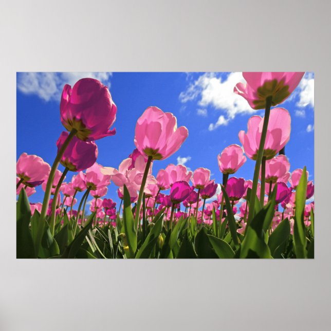 Affiches Tulipes roses (Devant)