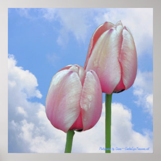 Affiches Tulipes roses Ciel bleu Nature Florale Imprimer